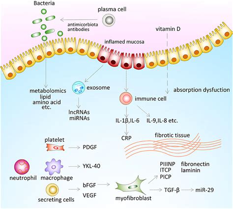 Frontiers Serum Biomarkers For Inflammatory Bowel