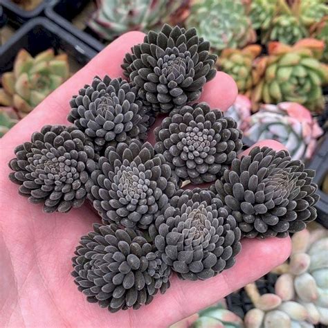 Most Beautiful Black Succulents You Ve Never Seen Bloggarden Cafex Biz