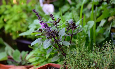5 Tips For Creating Your Own Herb Garden Garden Guide