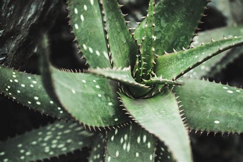 Plant With Spiky Leaves Free Stock Photo Picjumbo