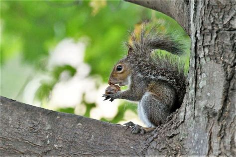 The Squirrel And Acorn Connection