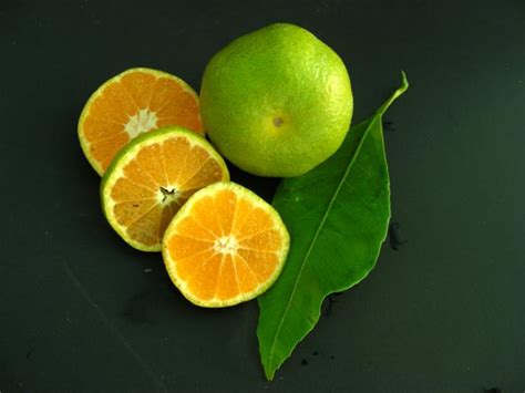 Citrus Unshiu Wase Mandarinier Satsuma Wase