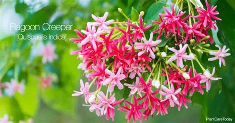 Rangoon Creeper Care Tips On Growing Quisqualis Indica Plants In 2020