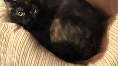 Black Calico Cat In Cage Adoption Youtube