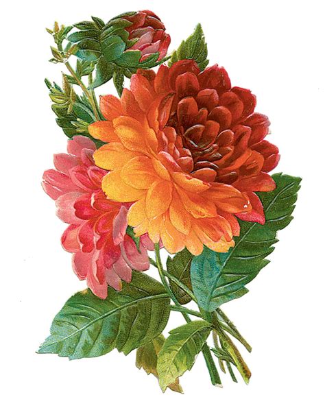 Vintage Dahlias Flower Drawing Flower Painting Flower Art Vintage