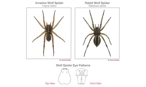 Spider Identification Guide Pestnet Wolf Spiders