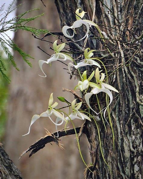 Pin By Paul Jarand On Orchids Ghost Orchid Orchids Florida Flowers