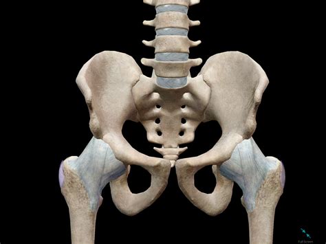The bones of the back, together, make up the vertebral column. 5 Facts about the Anatomy of the Pelvic Cavity