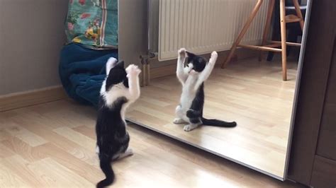 Video Footage Shows Vain Little Kitten In Awe Of Its Own Reflection