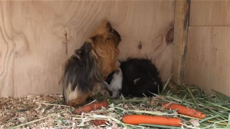 Guinea Pig Mating 4 Brittany And Boris Youtube
