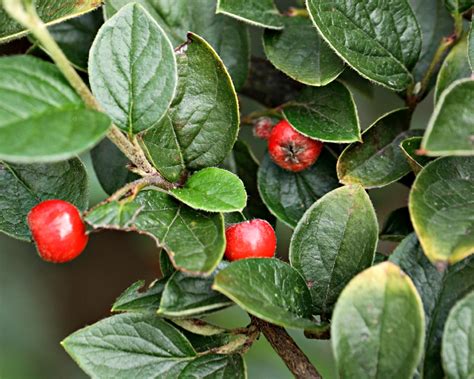 Cotoneaster Berries Free Stock Photo Public Domain Pictures