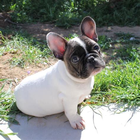 Next article 120 male french bulldog names. My name is Juan Pablo and this is my first day home with ...