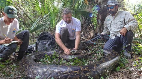 Burmese Python Weighing Over 200 Lbs Caught In Naples Florida ‘next