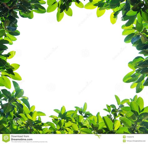 Green Leaf Border Royalty Free Stock Images Image 11520479