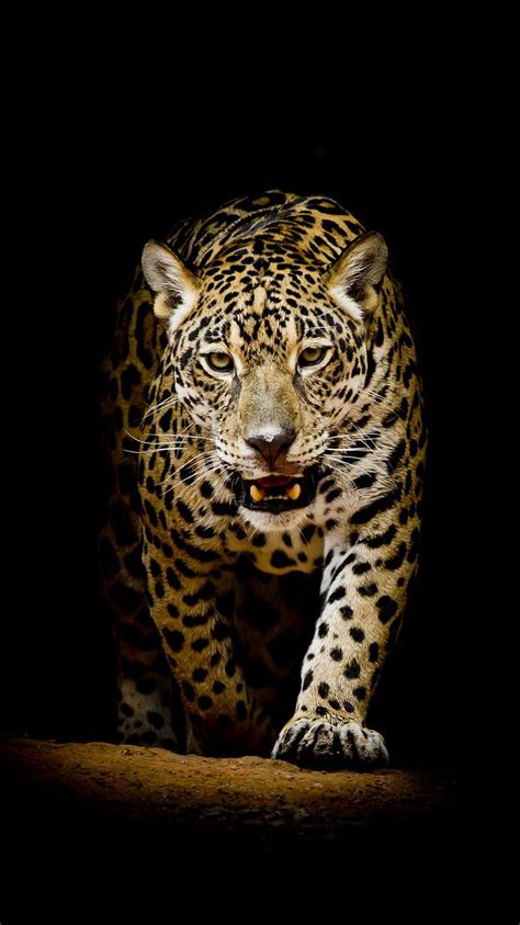 Leopard Iphone Wallpapers Top Free Leopard Iphone Backgrounds