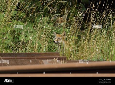 Baby Foxes Hi Res Stock Photography And Images Alamy