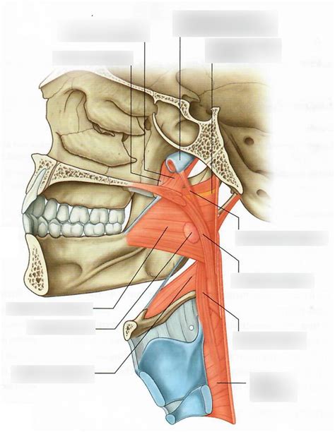 Muscles Of The Pharynx Diagram Quizlet