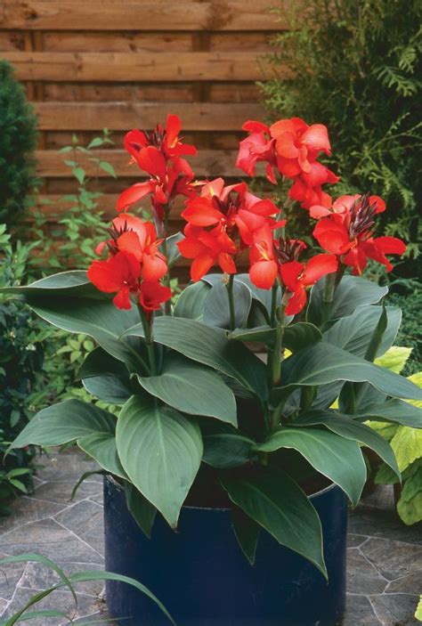 Toucan Rose Canna Lily Canna Generalis Container Gardening