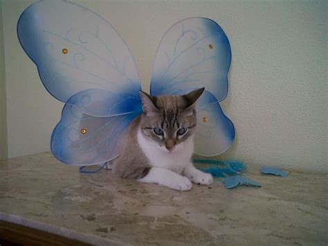 Fairy Cat Cats Cute Animals Animal Pictures