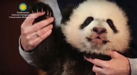 Giant Panda Cub Bei Bei Makes Debut Saturday At The National Zoo