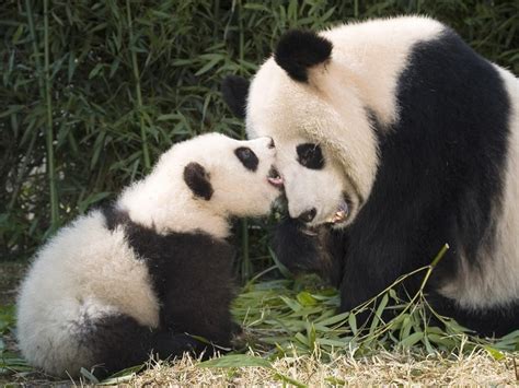 1140536 Animals Panda Baby Animals Bear Fauna Mammal Vertebrate