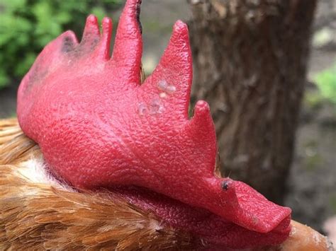 Spots Growing On Chickens Comb Overnight Backyard Chickens Learn