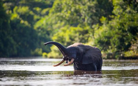15 Stirring Pictures Of Elephants Across Africa Rough Guides Rough