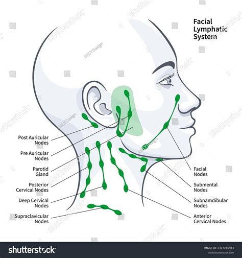 31 Supraclavicular Lymph Nodes Images Stock Photos 3d Objects