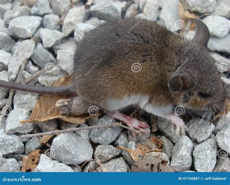 Little Field Mouse Stock Image Image Of Life Whiskers 47750887