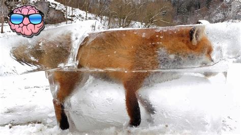 Top 10 Animals Found Frozen In Ice Doovi