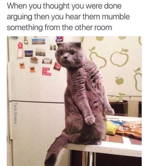 What Did You Say Xd Funny Animal Memes Funny Cat Memes Funny