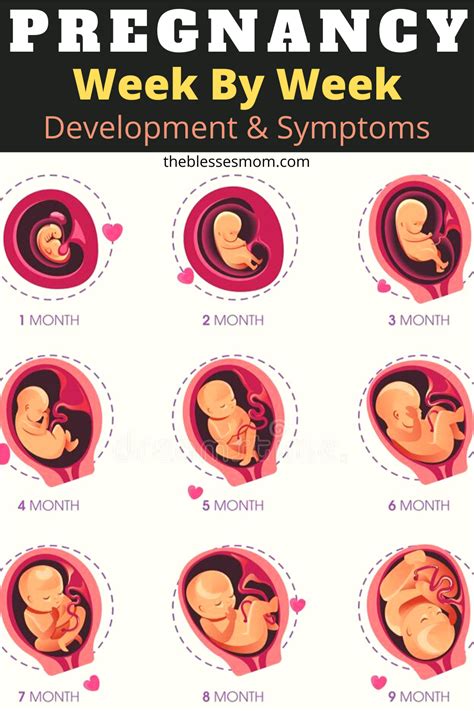 Pregnancy Week By Week Development And Symptoms With Photo Pregnancy