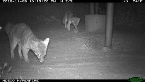 Two Gray Foxes Urocyon Cinereoargenteus Caught On Camera Traps At