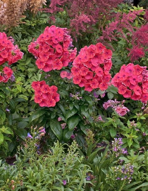 Tall Garden Phlox Fragrant Breathtaking And Sturdy Powerful Perennials