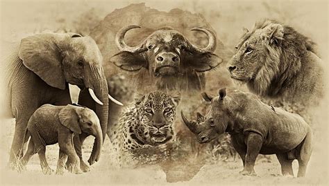 Big Five Untamed Africa By Basie Van Zyl Africa Animals Africa