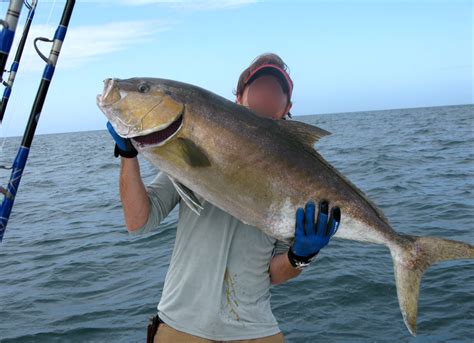 Amberjack Food Value Page 3 The Hull Truth Boating And Fishing Forum