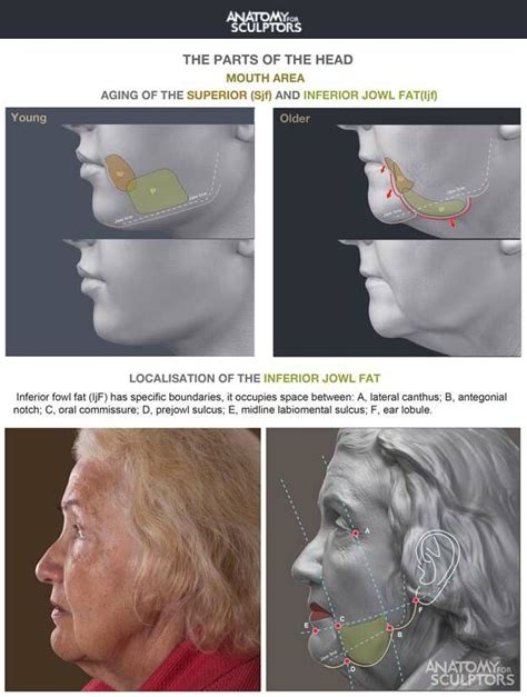 Anatomy For Sculptors Aging Of The Superior Sjf And Inferior Jowl