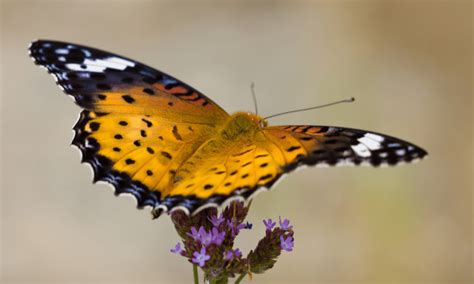 do butterflies have ears wildlife welcome