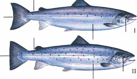 salmon adipose fin clip recognition chart