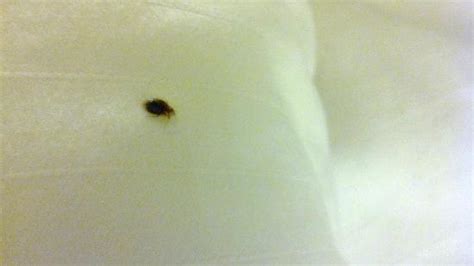 Can You Hear Bed Bugs In Pillows At Margaret Exum Blog