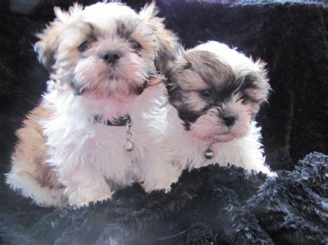 < image 1 of 1 >. ADORABLE MALTESE-SHIH TZU-BICHON PUPPIES for Sale in Afton ...