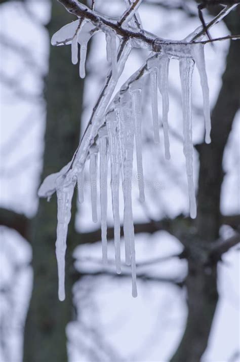 Tree Branch With Icicles Stock Image Image Of House 130615995