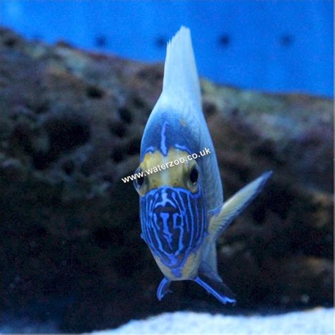 Blue Face Angel 6cm The Waterzoo Tropical Fish Marine Fish