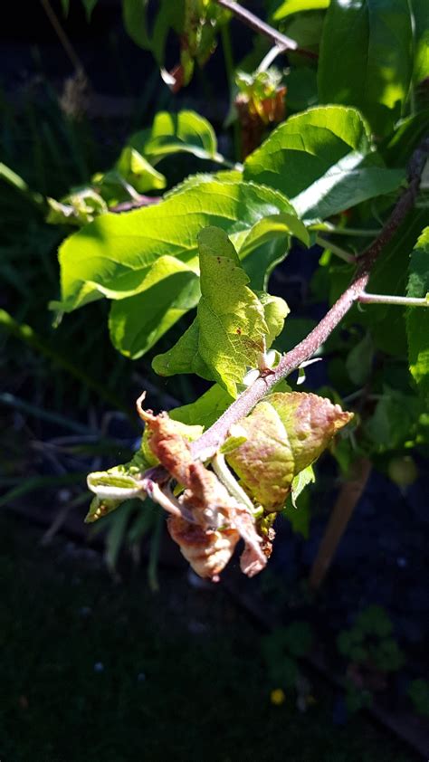 Ξετυλίξτε ένα σφιχτά καμπυλωτό φύλλο μήλου με τα δάχτυλά σας. Apple leaf curl aphid problem — BBC Gardeners' World Magazine