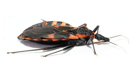 Kissing Bug Confidential Priorities For Managing Chagas Disease