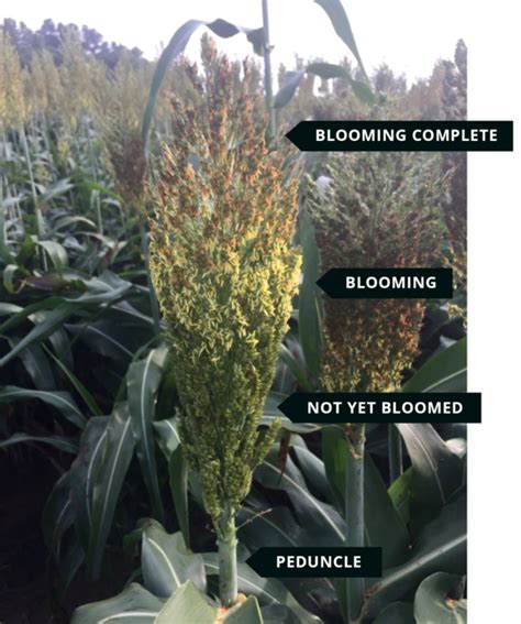 Sorghum Growth Stages