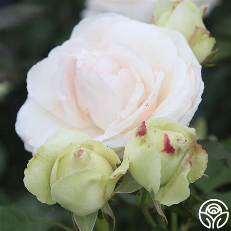 White Eden Rose Climbing Roses Lightly Fragrant Heirloom Roses