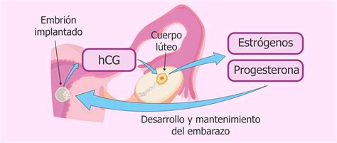 Gonadotropina Corionica Humana Pdf