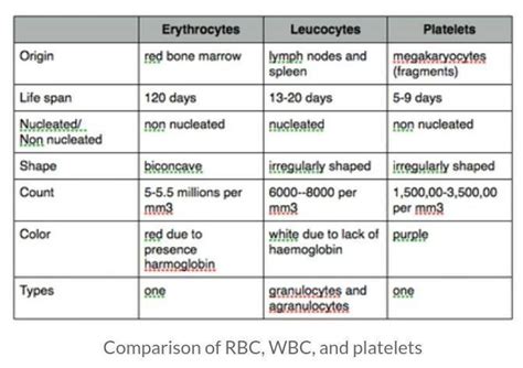 Comparision Between Different Blood Corpusclesred Blood Cells White