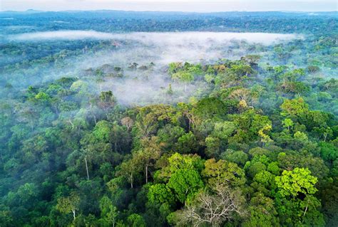 Rainforest Study Scientists Now Know The Temperature At Which